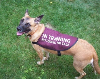 Dog in training give me space