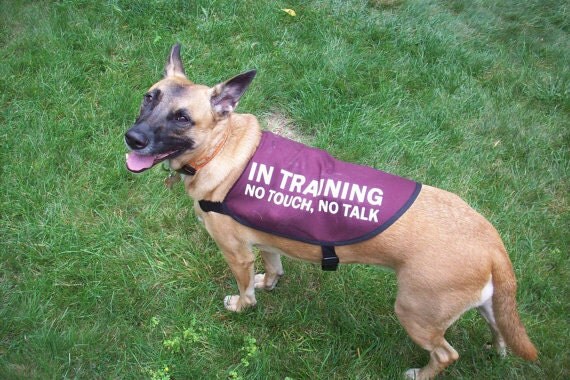 In Training No Touch No Talk Dog Jacket Vest