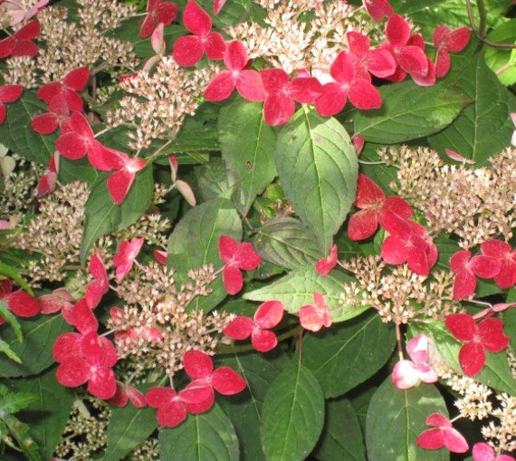 Lady In Red Lacecap Hydrangea plants 1 by