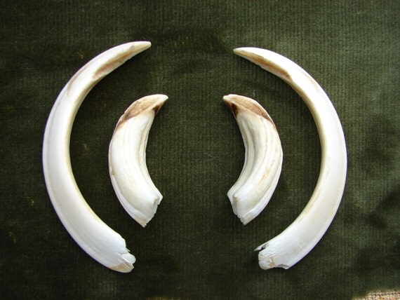 set of 4 Real Wild Boars' Tusk Genuine East Europe by Luckytage