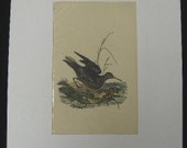 1816 Donovan Hand Colored Bird Engraving Purple Sandpiper Plate 177
