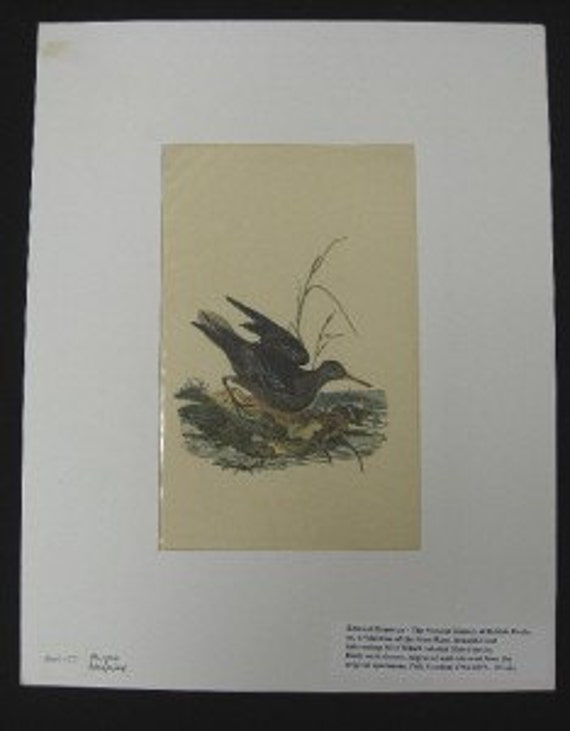 1816 Donovan Hand Colored Bird Engraving Purple Sandpiper Plate 177