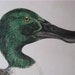 Beverley Morris British Game Birds, Shoveler Duck, 1855