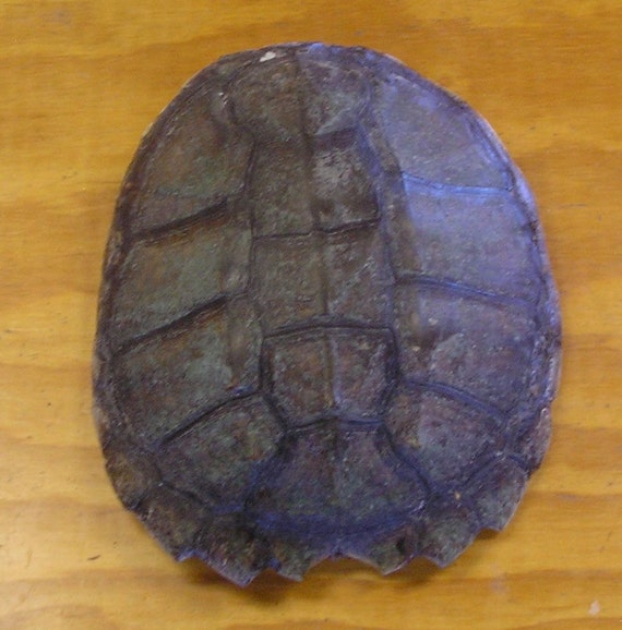 Large Snapping Turtle Shell