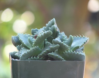 Faucaria Tigrina Succulent Plant