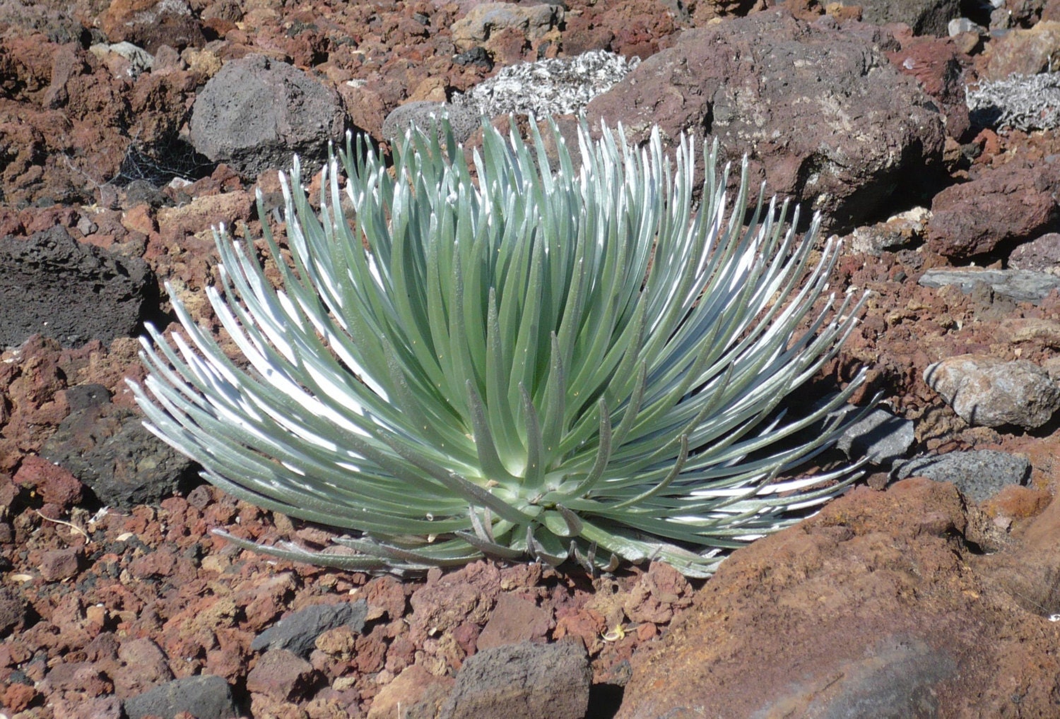 The Haleakala Silversword Haleakala Photograph by ALoveofCrochet