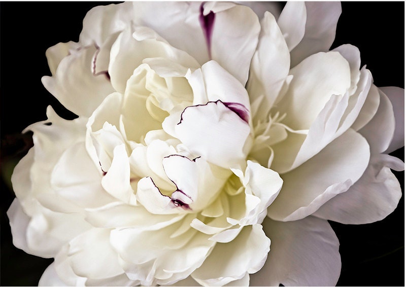 White Peony on Black Background 3/4 view fine art flower