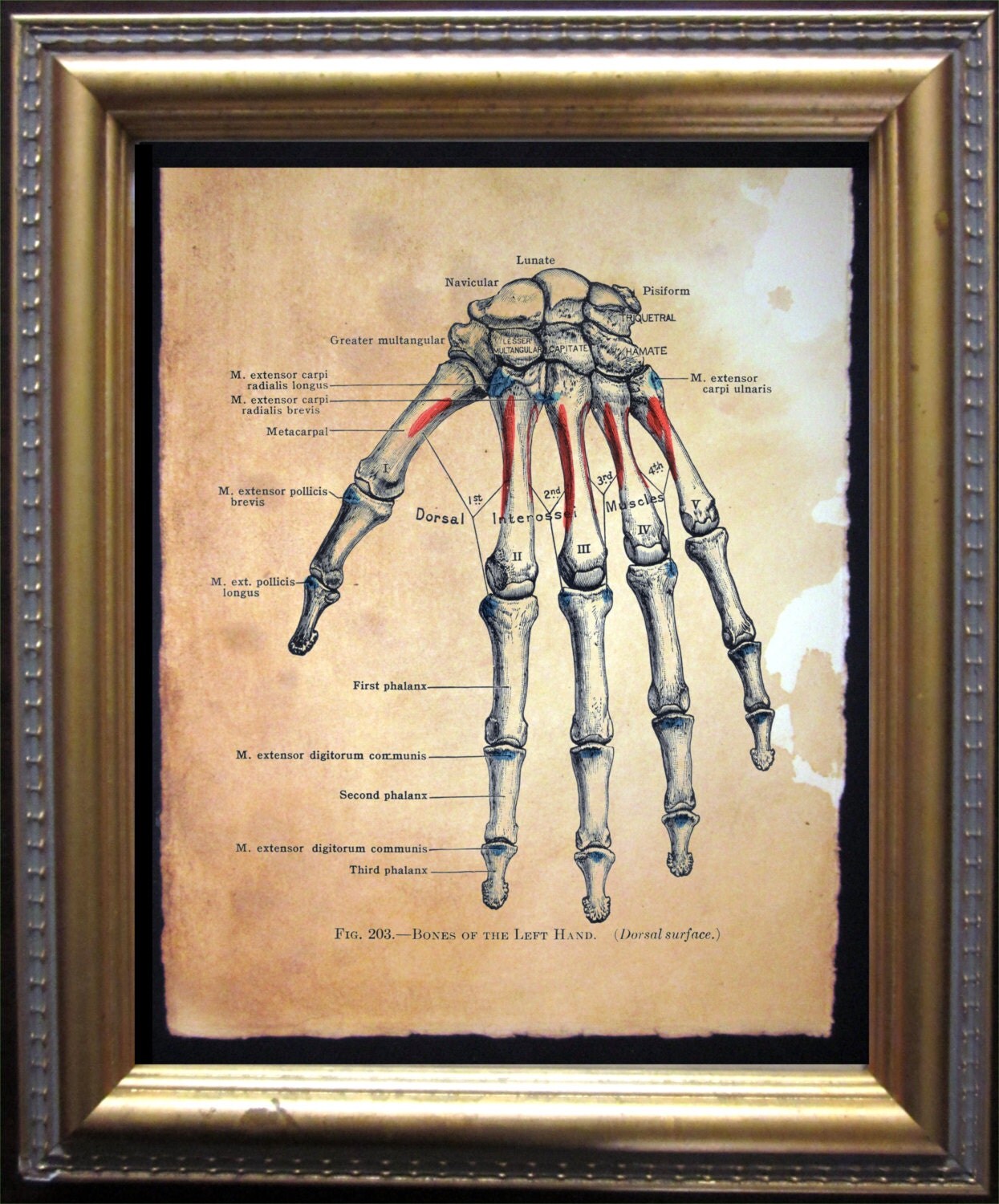 Bones of Left Hand Diagram Skeleton Art Print Vintage