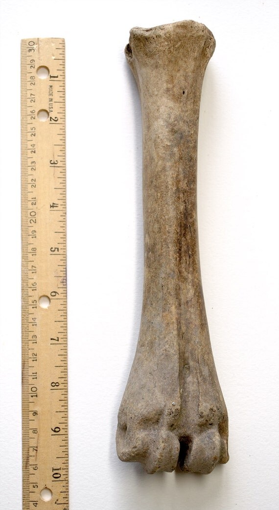 FOSSIL BISON BONE Animal Buffalo Skeleton Leg by TheCoyoteWoman
