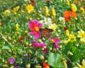 Butterfly Flower photograph vibrant color nectar