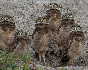 Owls Photography, Watching Hawk Burrowing Owls, Brown wall decor