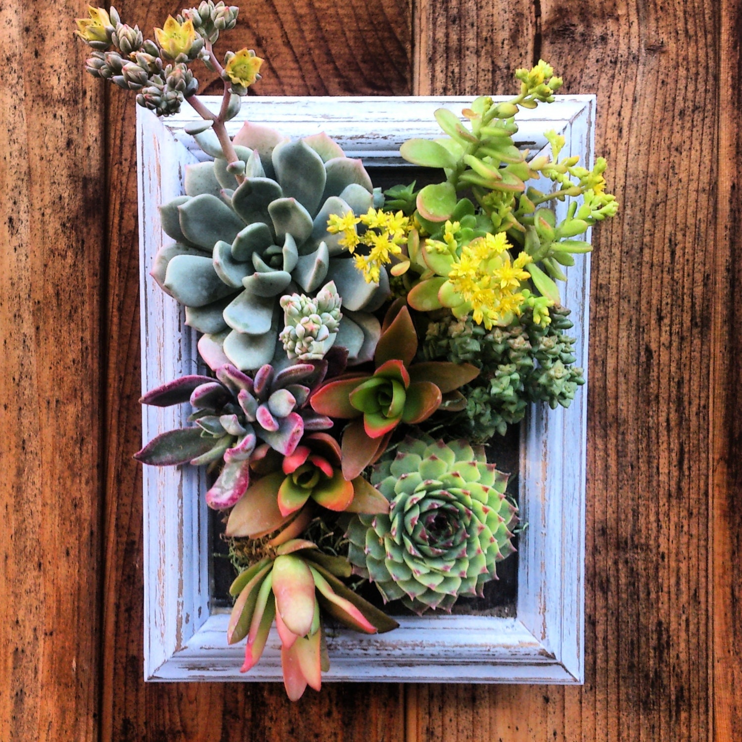 Vertical Succulent Planter Ready to hang