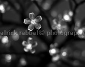 Bokeh with Lights Fine Art Photography Black and White Bokeh Modern Minimalist Bedroom Bathroom Office Decor Zen Romantic Bokeh with Lights Fine Art Photography Black and White Bokeh Modern Minimalist Bedroom Bathroom Office Decor Zen Romantic