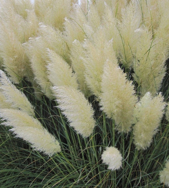 White pampas grass Cortaderia selloana 100 seeds by GreenStuffs