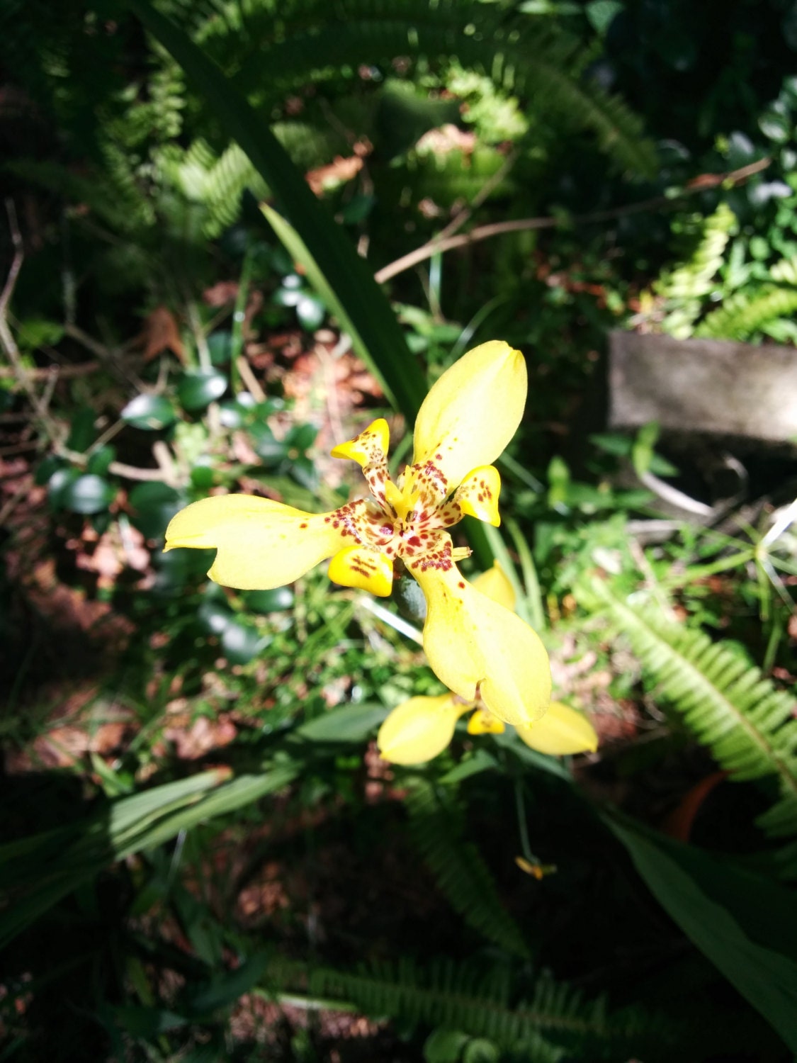Yellow Walking Iris Plant// Starter Plant by OakStreetBotanicals