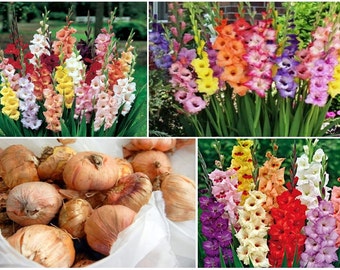 Popular items for gladiolus on Etsy