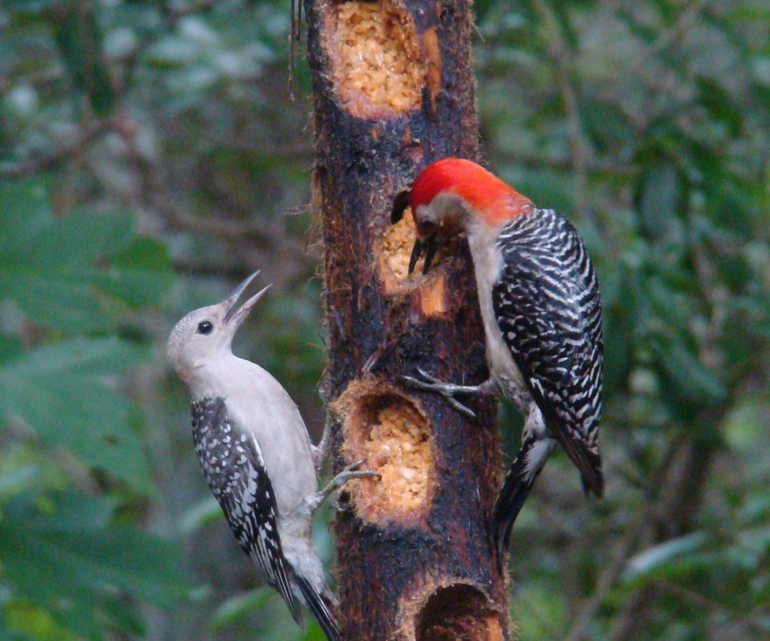 hanging suet bird feeders attract woodpeckers and songbirds hanging suet bird feeders attract woodpeckers and songbirds