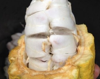 Organic Cacao seeds x 10 beans fresh from the pod, Organic Cocoa Seeds, grow your own chocolate tree! (Theobroma cacao)