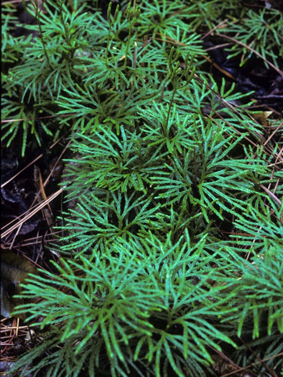 8 FAN CLUBMOSS Running cedar Ground pine Club Moss Low