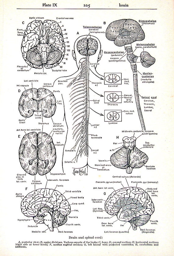 Medical Print The Human Brain 1951 Vintage by mysunshinevintage