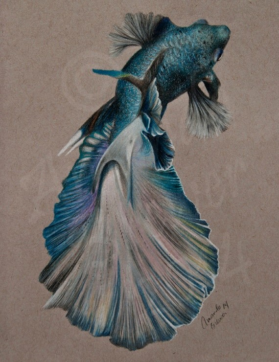 Original Colored Pencil Drawing on Toned Paper Blue Betta