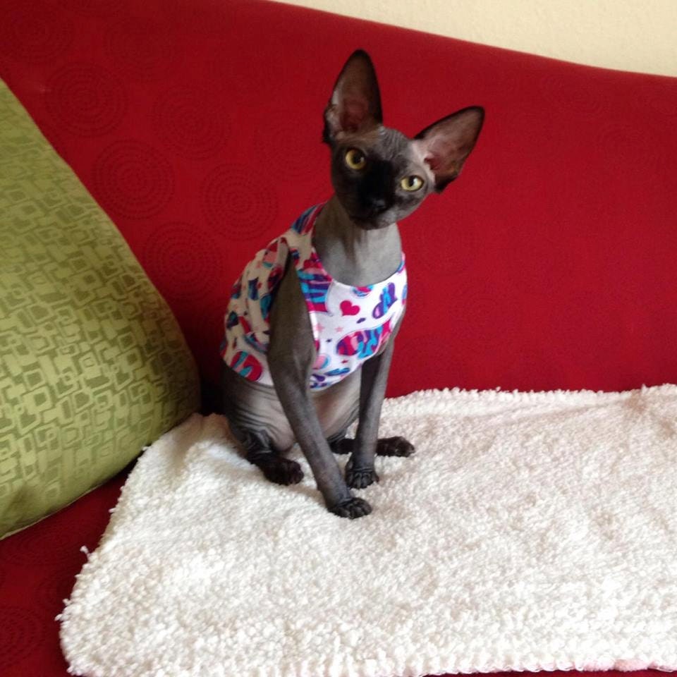 Sphynx cat clothes the Hearts Truly Tank Top in lightweight