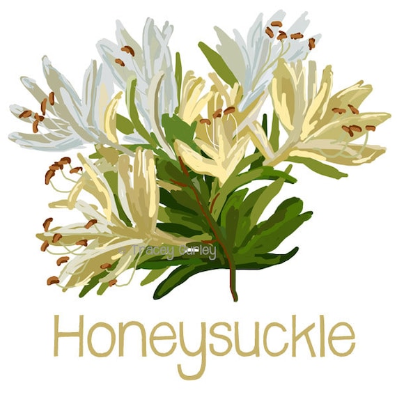 honeysuckle clipart - photo #1