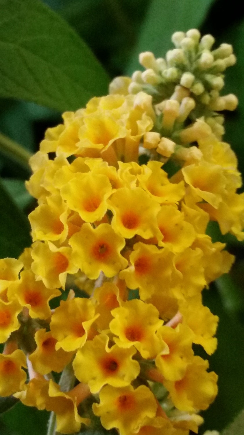 Butterfly Bush Buddleja weyeriana by colonialcreekfarm