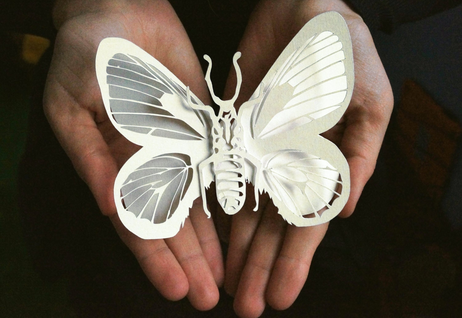 Papercut paper sculpture Butterfly original