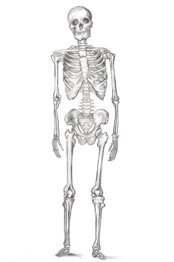 Items similar to My Friend, the SKELETON // ILLUSTRATION Drawing Art ...