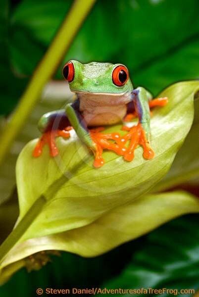 actual 11x14 size on Red Tree Eyed Art Frog Art Frog Leaf Tree Frog