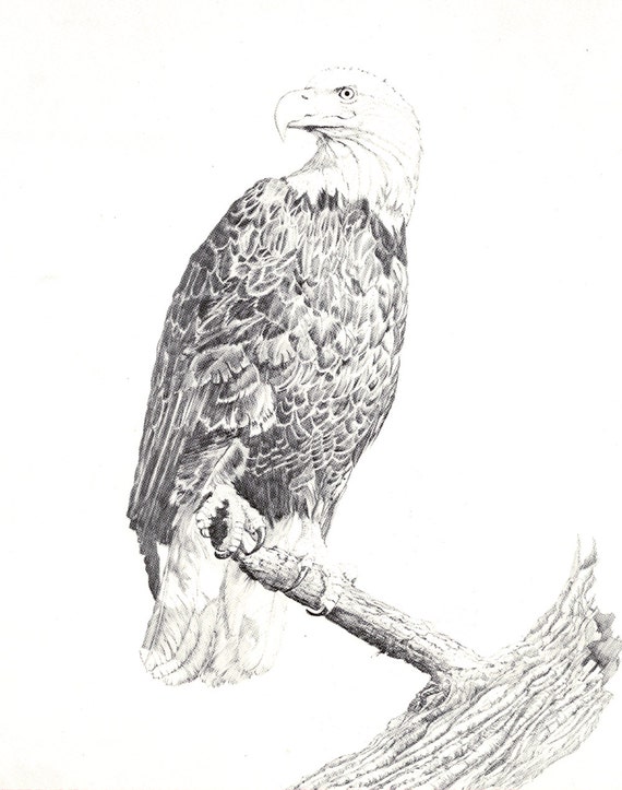 Perched Eagle Lithographs of original pencil wildlife