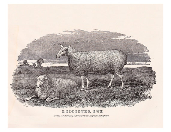 vintage sheep print a Leicester Ewe vintage printable