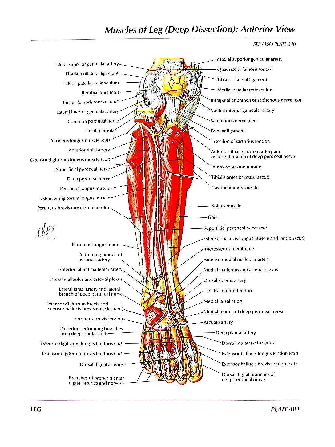 Anatomie Deutsch Anatomie Deutsch