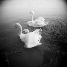 Bird Photography, Nature Photograph, Swans, Water, Landscape Photograph ...