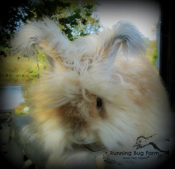 Natural Cream English Angora Rabbit Fur Angora Rabbit Spinning