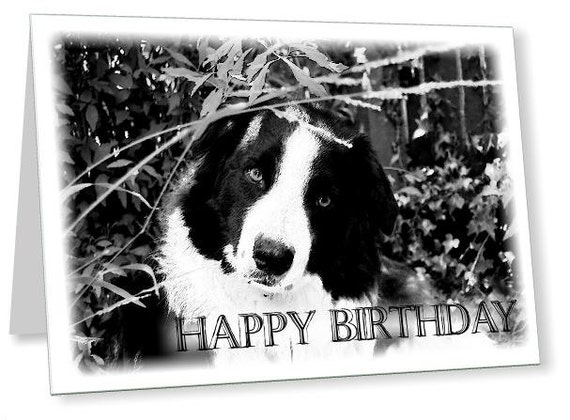 Items similar to Border Collie dog Happy Birthday card, cute printable ...