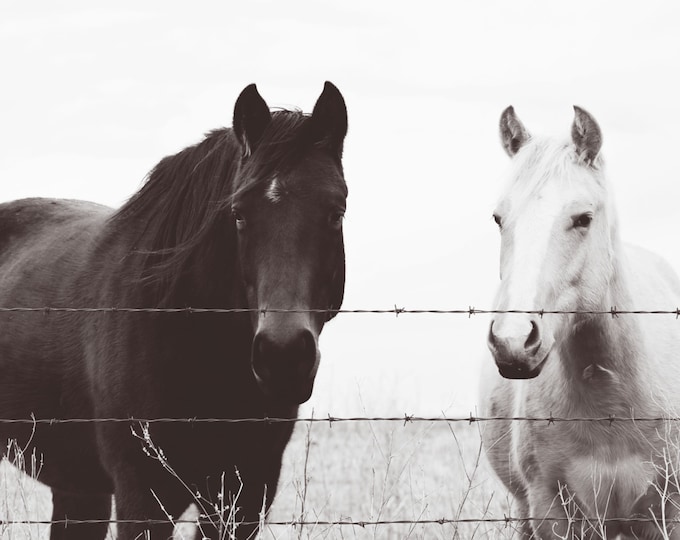Horse photography, southwest, midwest, wall decor, equestrian, western, black, white, Country Kitchen & Living Room