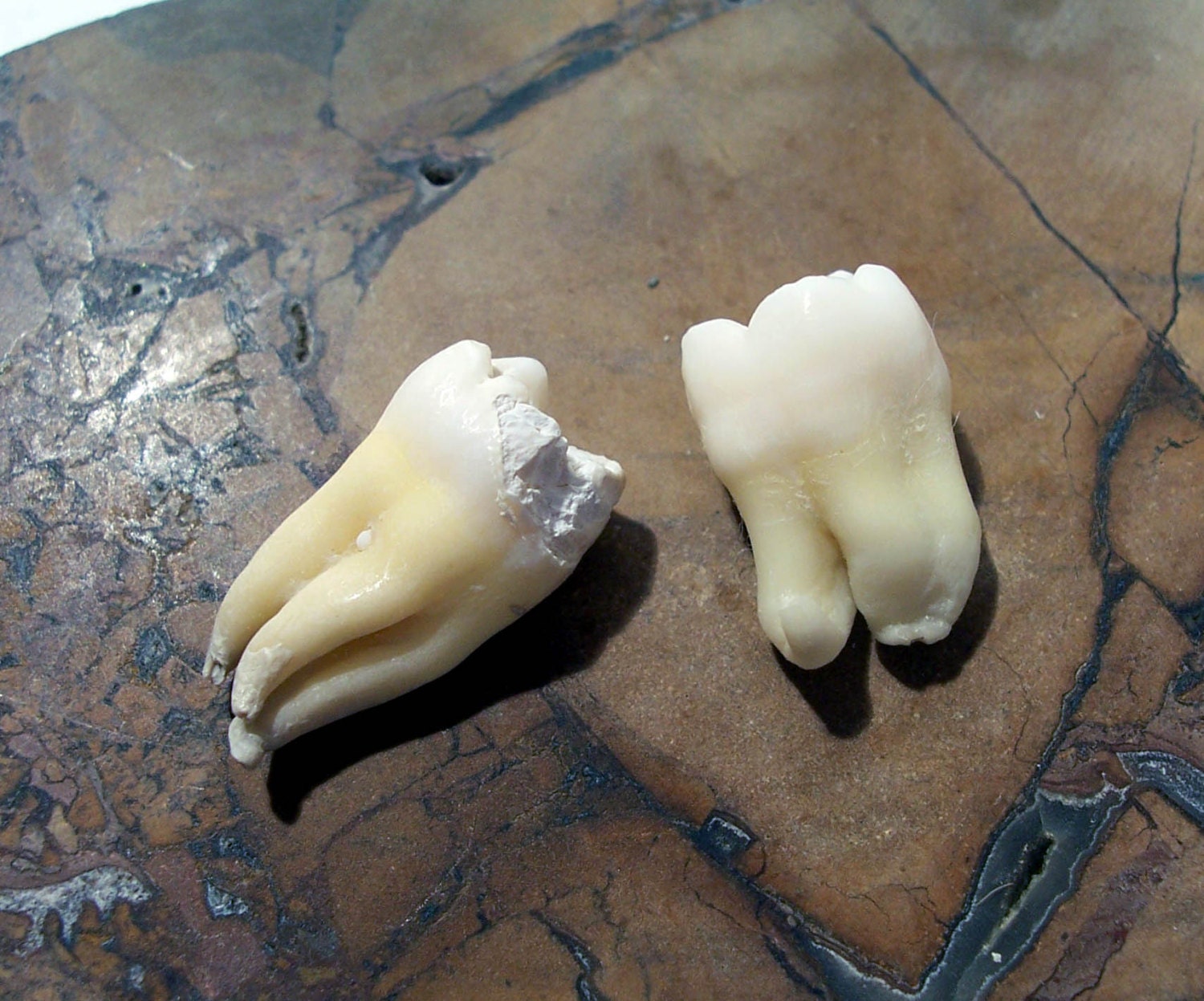 REAL Human TEETH Two 2 Molars Cuspids With Roots Art