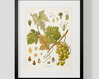 Botanical Illustration Print Plate 51 Grapes
