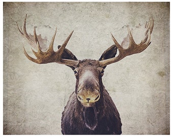 Moose photograph - wildlife photograph - antlers photograph - moose antlers - rustic photograph - rustic moose antlers - brown wall art
