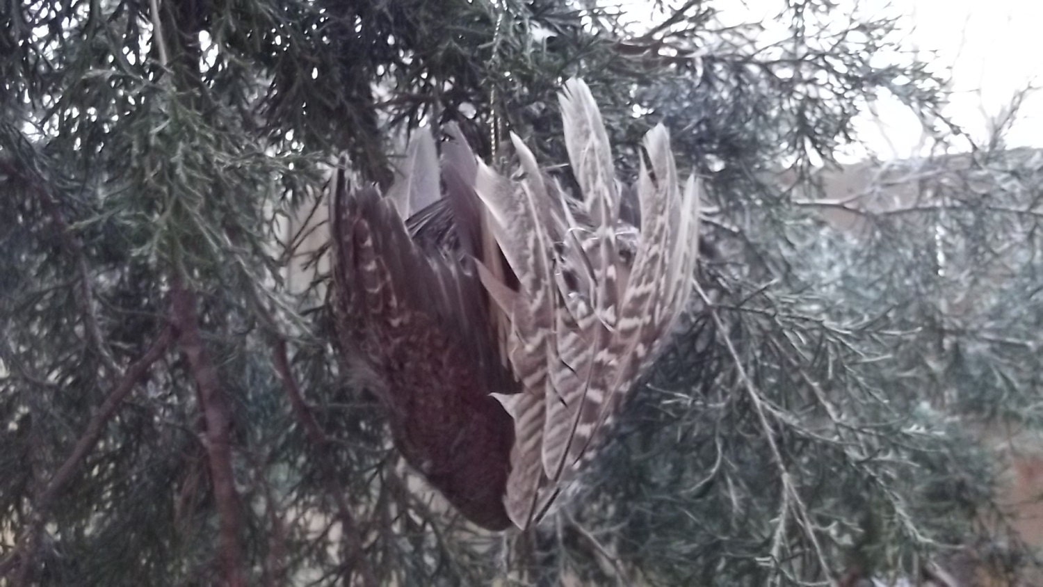Pheasant and Quail recycled feather country hunting rustic christmas ornament decoration