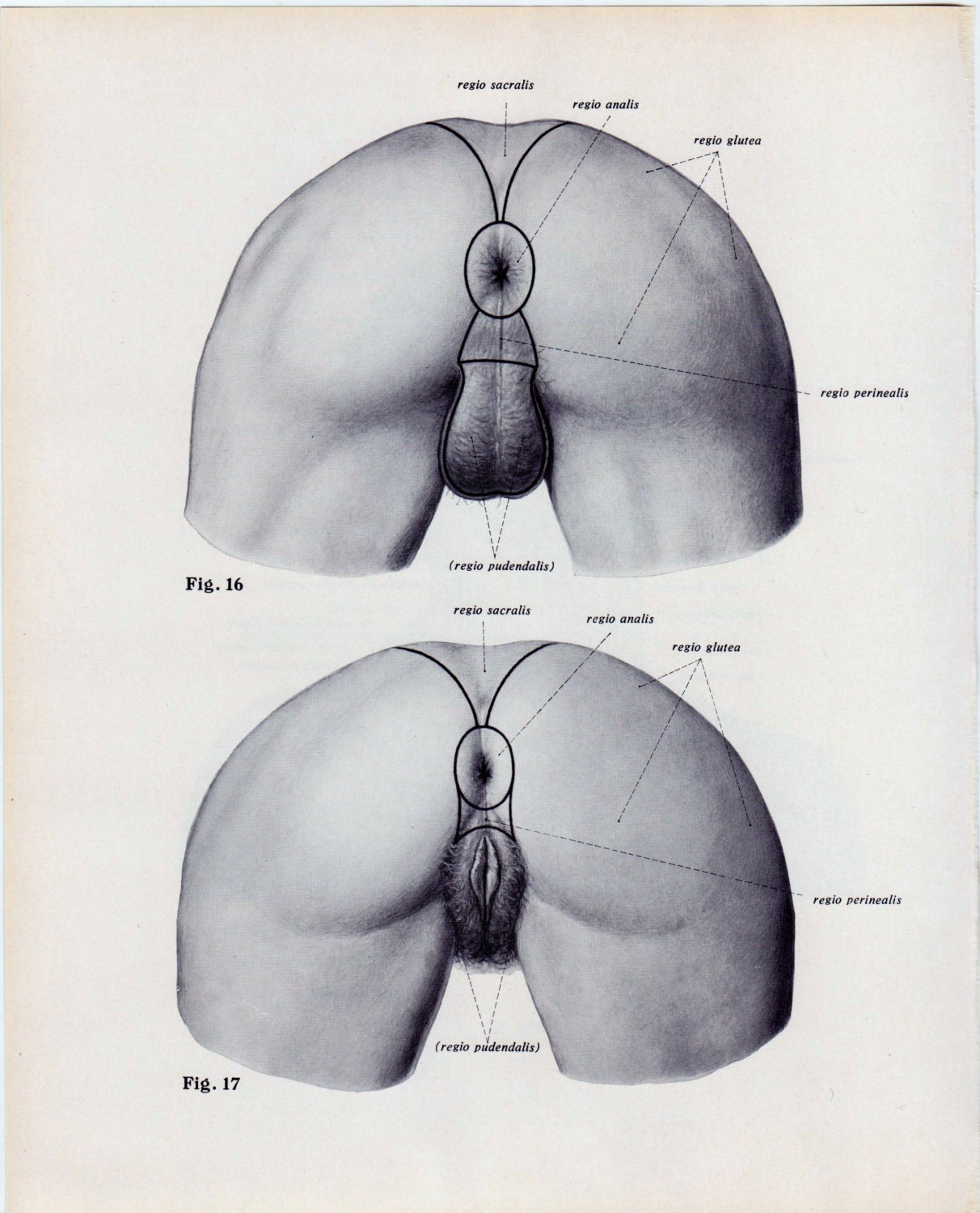 Female Anus In 23