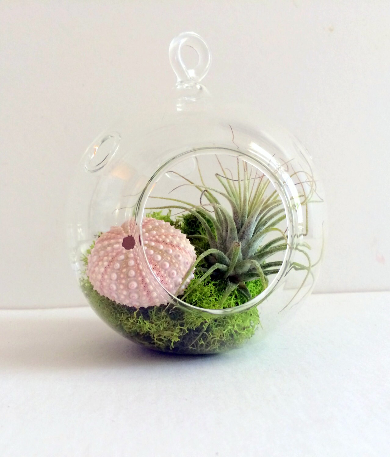 Orb Air Plant Hanging Terrarium Clear Glass Orb by TwistedAcres