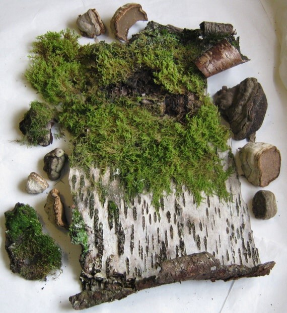 Mossy Birch Bark Tree Conks Terrarium Garden DIY by TheCedarShack