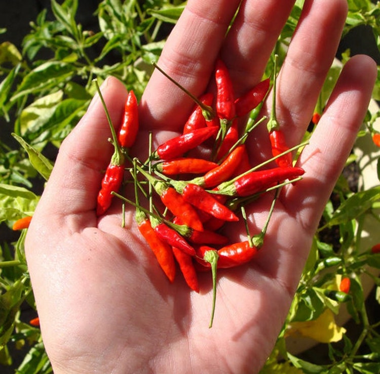 Organic Heirloom 400 seeds Hot Birds Eye Chili Pepper by seedsshop