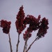 Sumac dried Sumac heads Red Seed pods by CreationsByShelly on Etsy