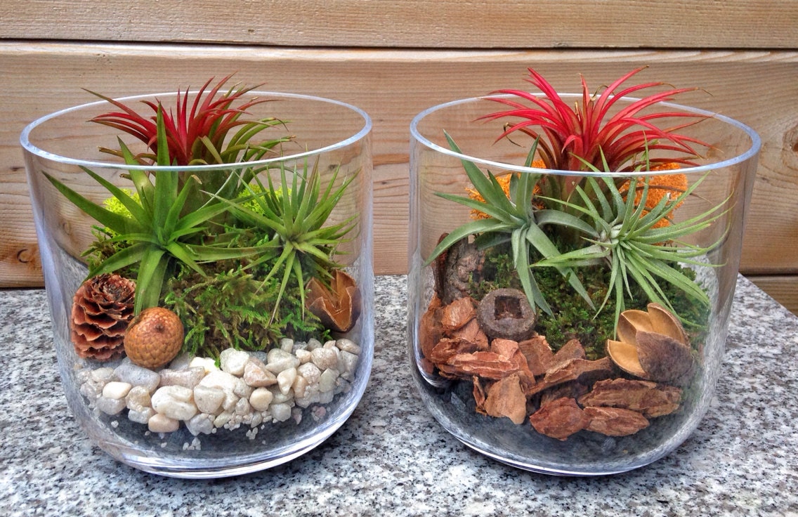 Small Easy Care Low Maintenance Air Plant Terrarium Table Top