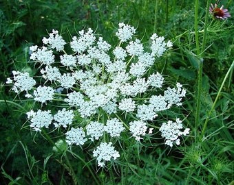 Queen Anne's Lace, Ammi majus, 2000 seeds, easy wildflower, cutting garden, wedding bouquets annual all zones, full sun, drought tolerant