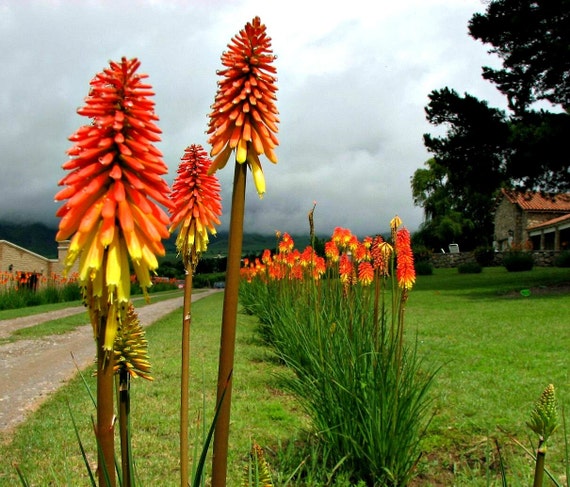 Red Hot Poker Drought Tolerant